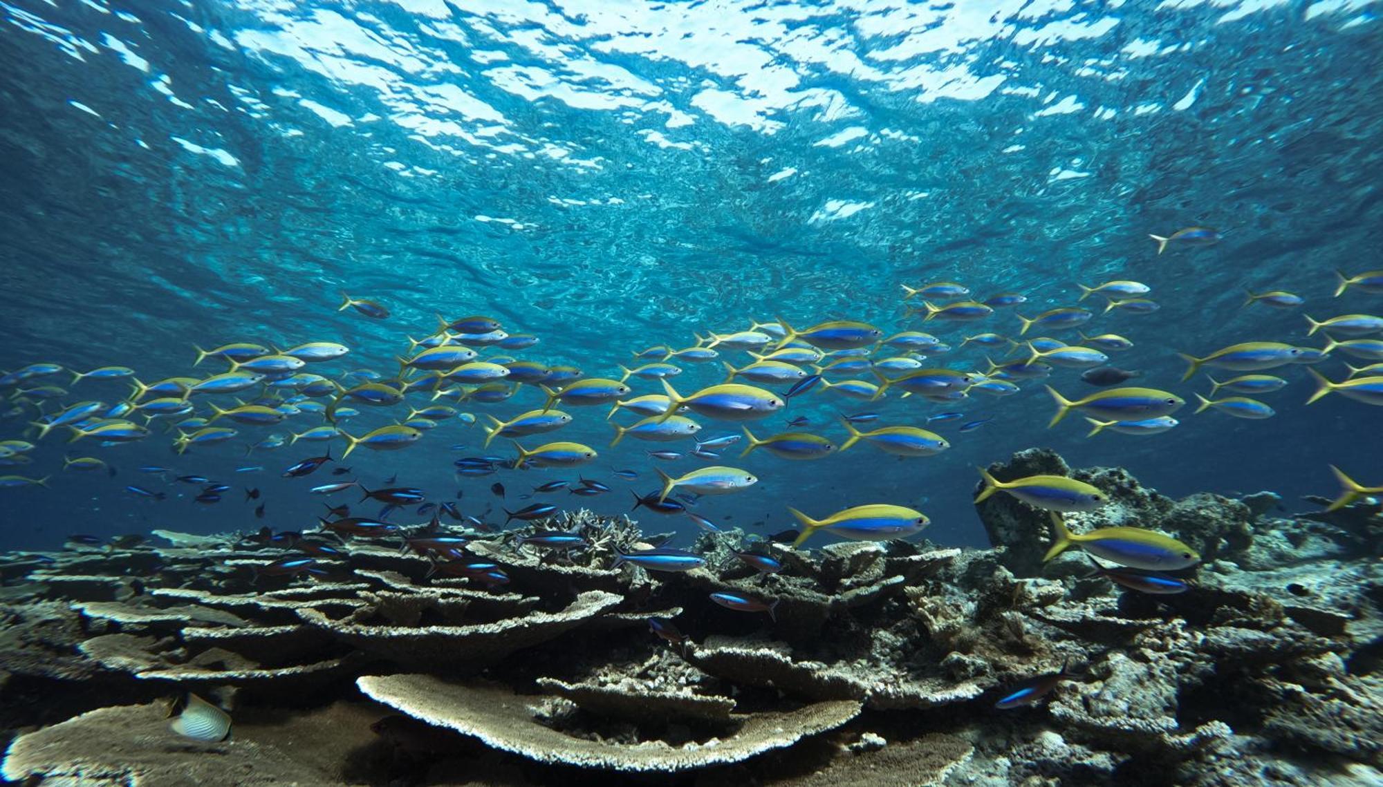 Bandos Maldives - One Way Transfer Free For Stays From 1St May Till 30Th Sept 2025 Bandos Island Kültér fotó